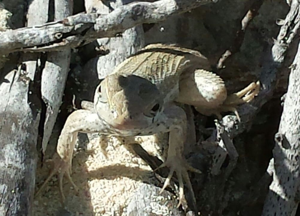 Hotel Grand Palladium Palace Resort, Spa & Casino Hotel Grand Palladium Palace Resort, Spa & Casino