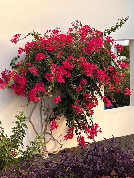 Gartenanlage allsun App.-Hotel Esquinzo Beach