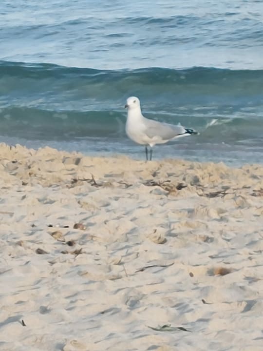 Strand Welikehotel Marfil Playa