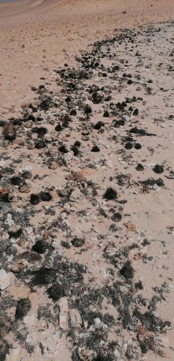 Strand Novotel Marsa Alam Beach Resort