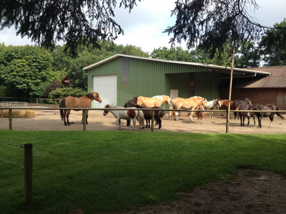 Ponyhof Flair Hotel Hubertus