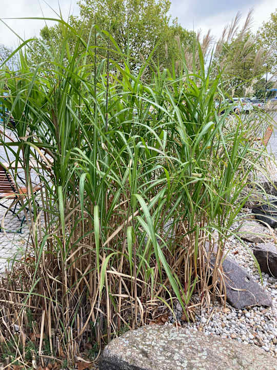 Gartenanlage Best Western Parkhotel Brehna - Halle