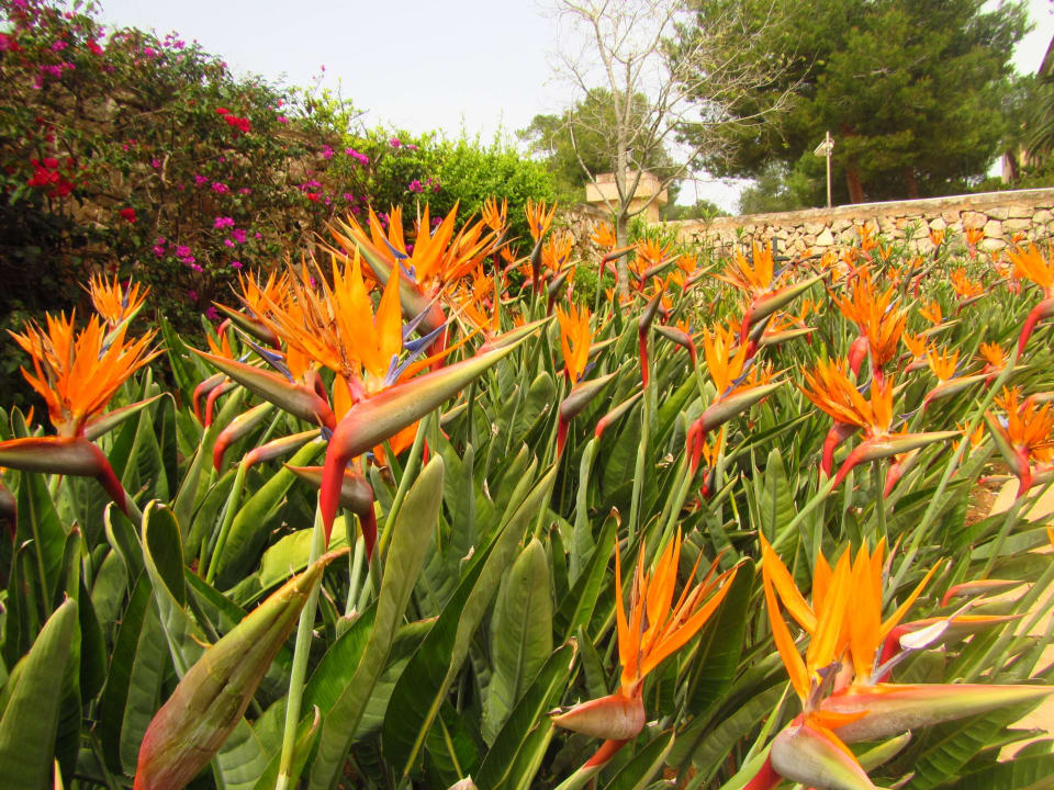 Ein Traum in Orange ROBINSON CALA SERENA