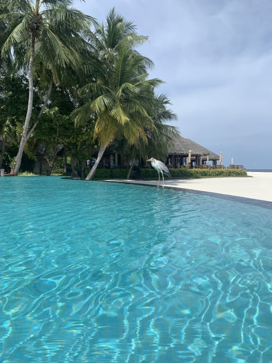 Pool Veligandu Maldives Resort Island
