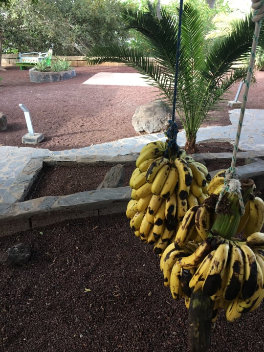 Gartenanlage Finca San Juan (Batista)