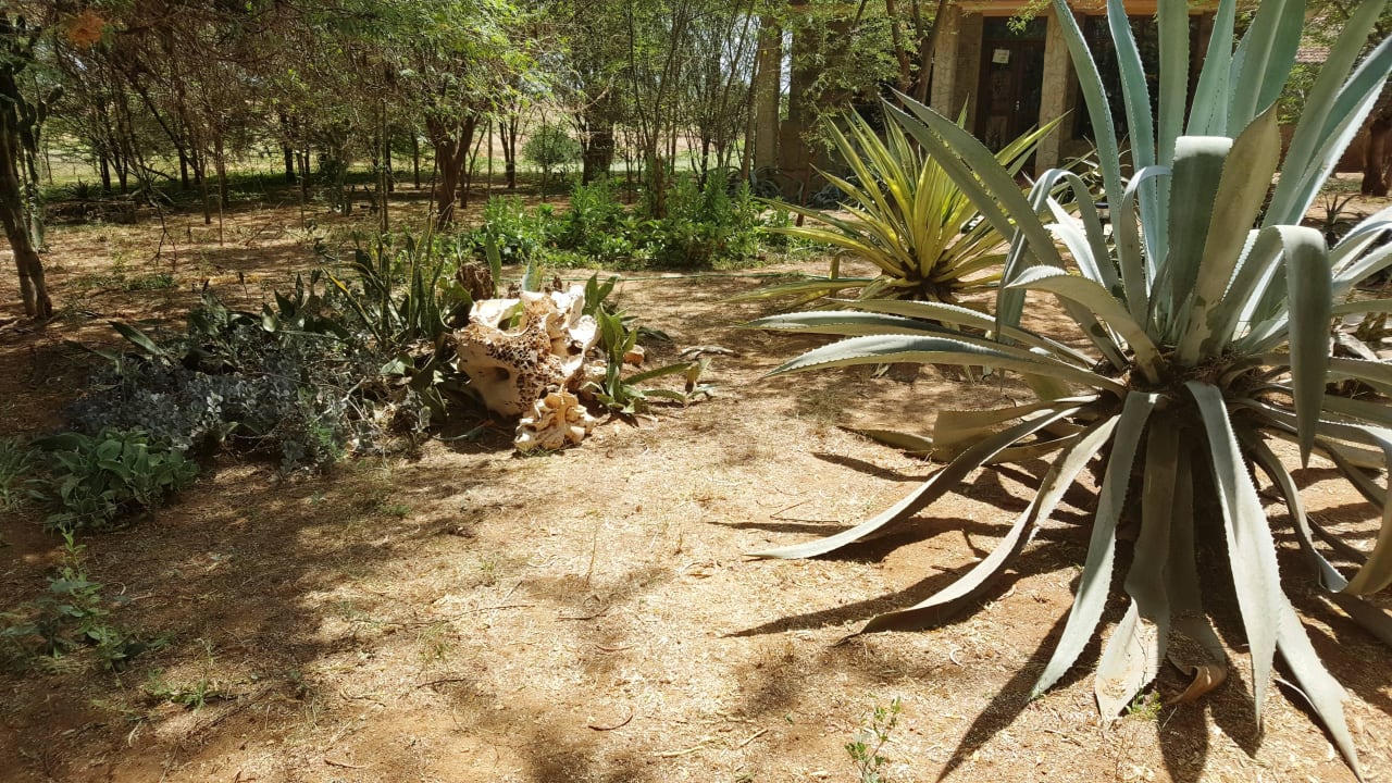 Gartenanlage Ashnil Aruba Lodge