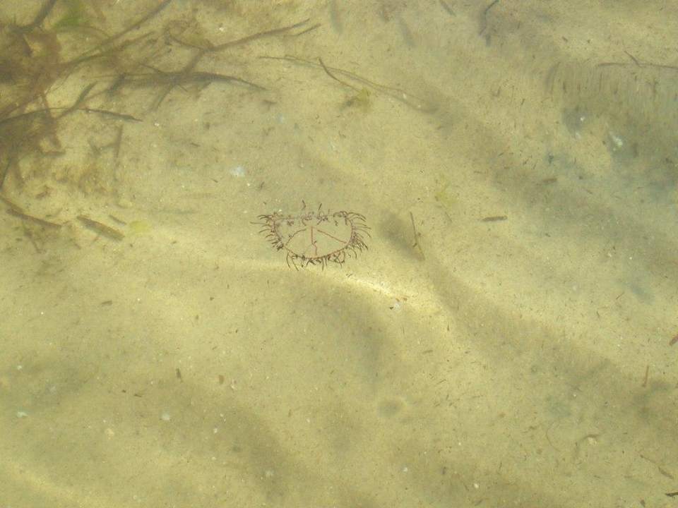 Qualle Houda Golf & Beach Club