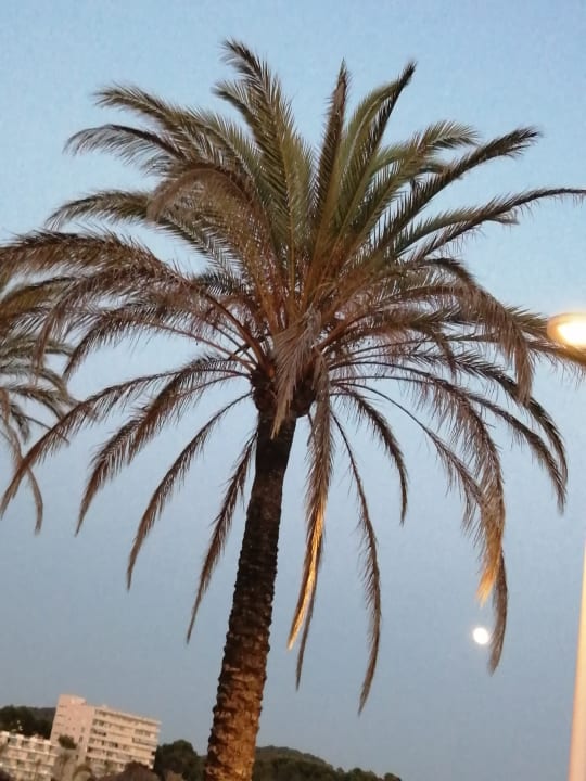 Sonstiges FLOR los Almendros Hotel