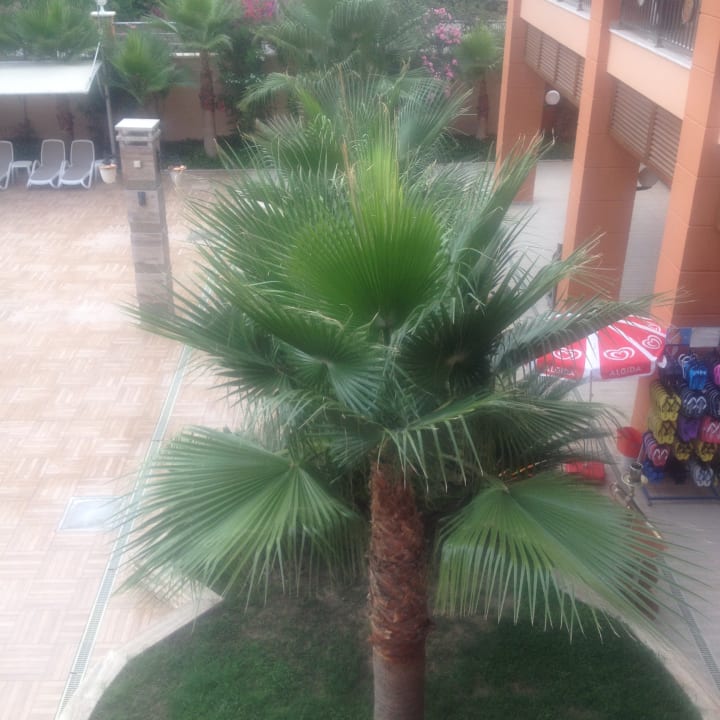 Gartenanlage Dizalya Palm Garden
