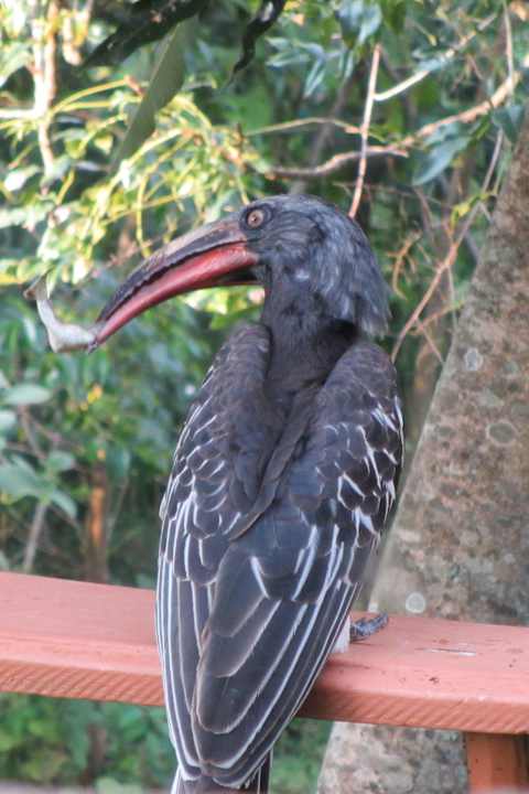 Er klopfte immer gegen die Fensterscheibe Aregash Lodge