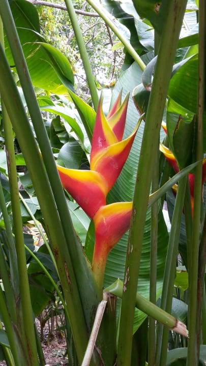 Bananenpflanzen  Apartamentos Casablanca