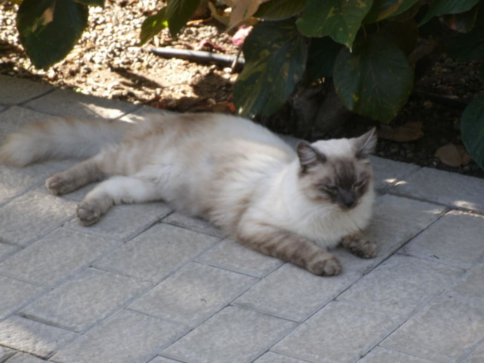 Die Sandy Golf - Katze, auch sandfarben! Bungalows Cordial Sandy Golf
