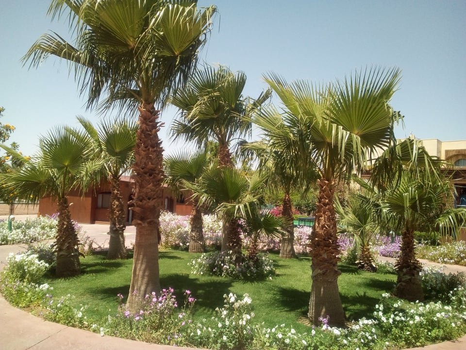 Gartenanlage Desert Rose