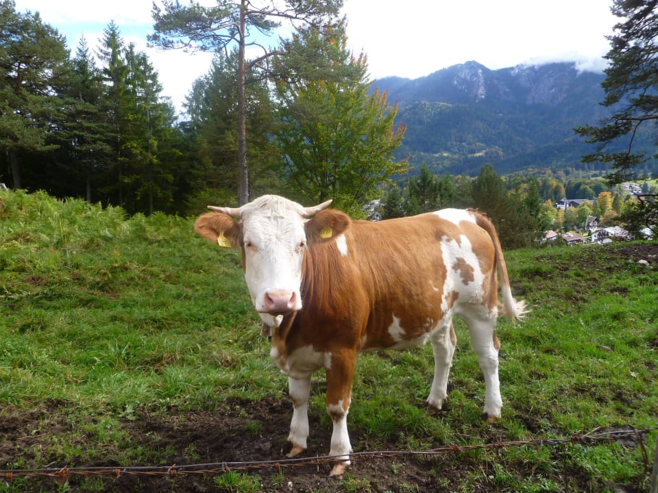 Kuh am Höhenrain Hotel Zum Franziskaner