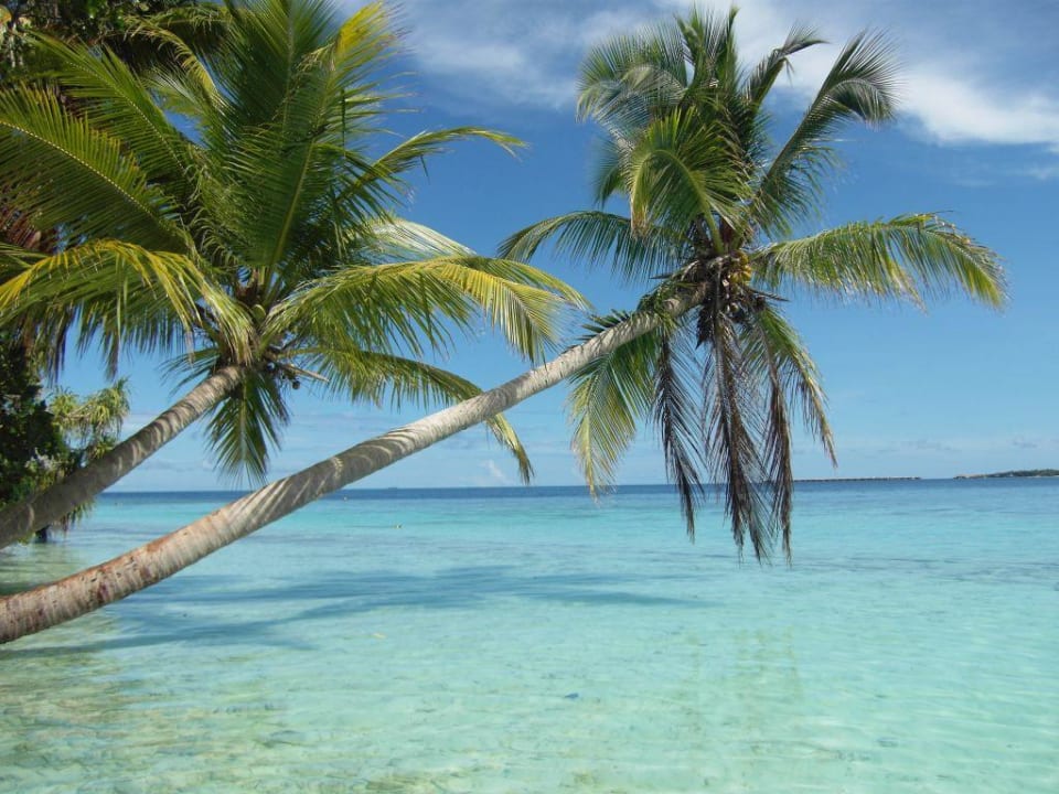 Fotopalme Vilamendhoo Island Resort & Spa