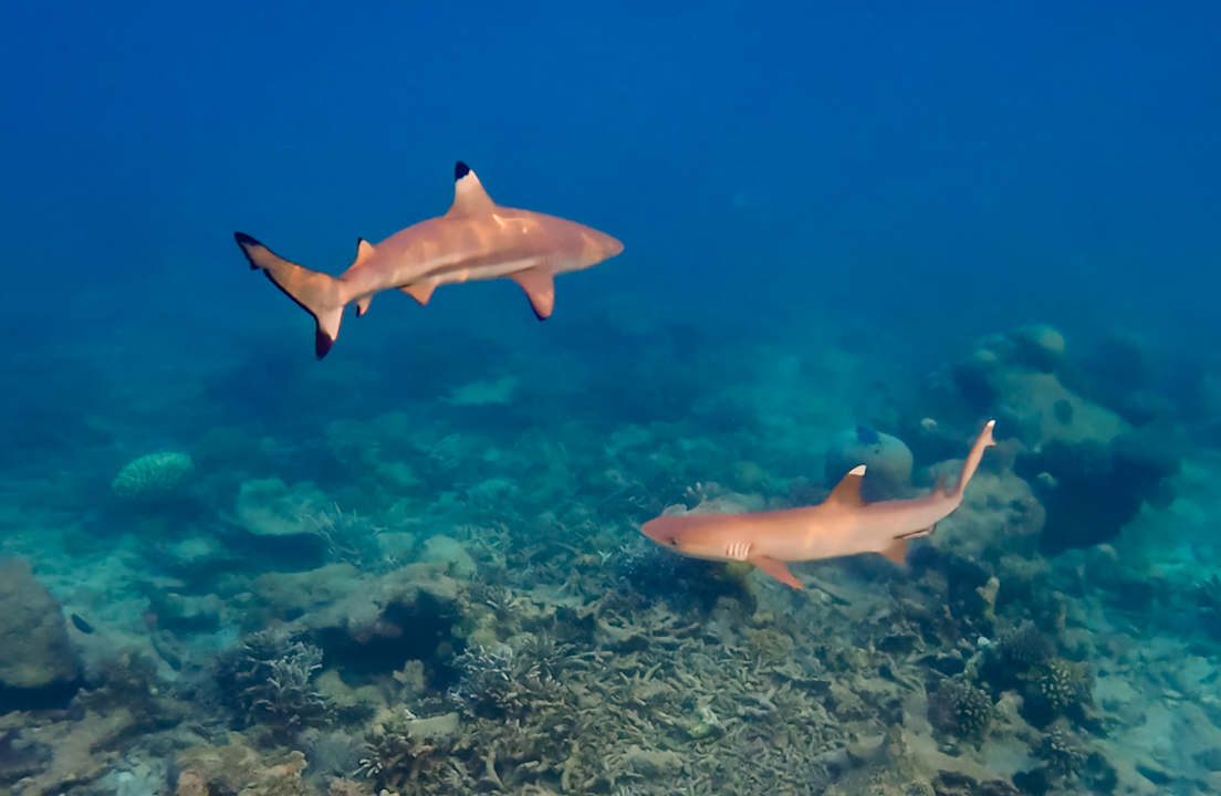 Strand Diamonds Thudufushi