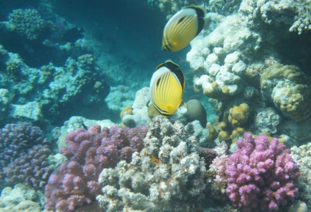 Hausreef Steigenberger Coraya Beach - Adults only