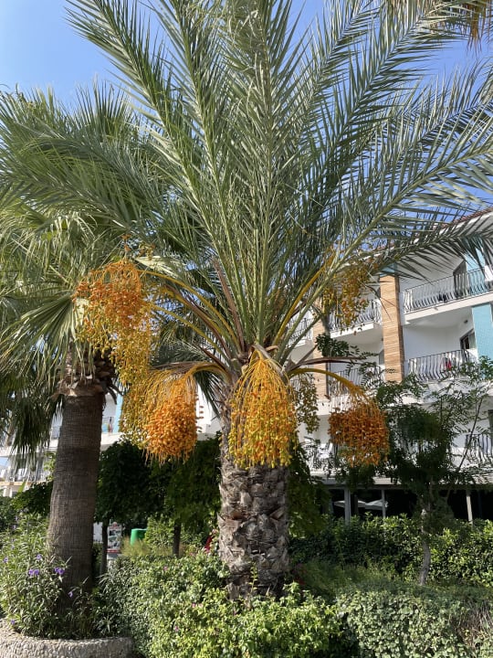 Gartenanlage Belek Beach Resort Hotel