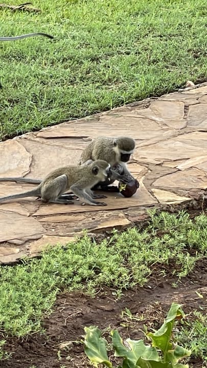 Gartenanlage Reef Hotel Mombasa