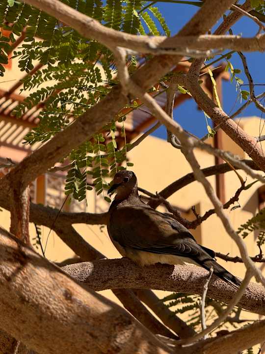 Gartenanlage Steigenberger Coraya Beach - Adults only