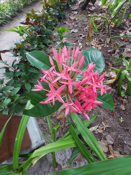 Gartenanlage NH Collection Maldives Reethi Resort