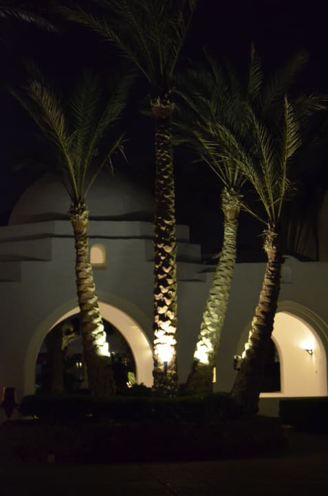 Palmen im Hotel Arabella Azur Resort