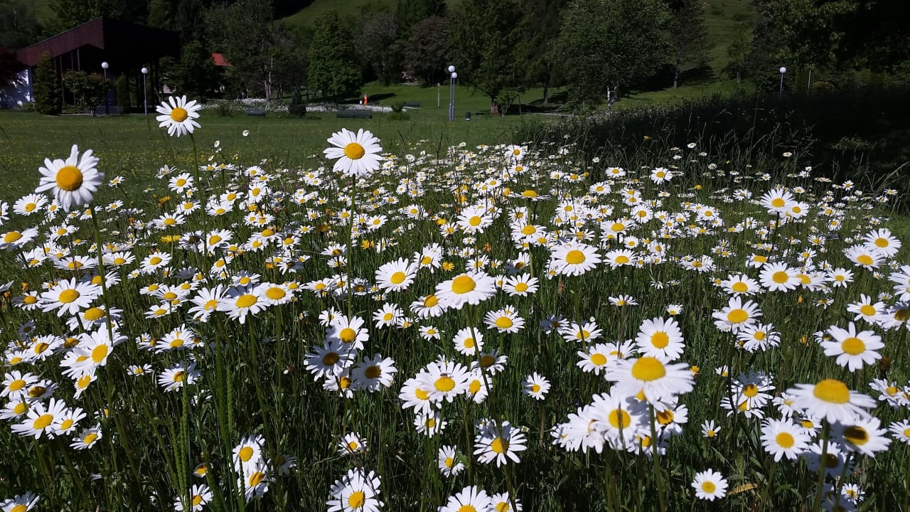 Blumenwiese  Parkhotel Oberstaufen