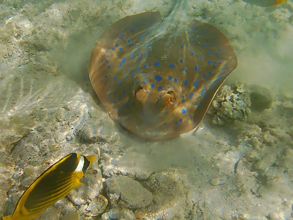 Sport & Freizeit Three Corners Sea Beach Resort