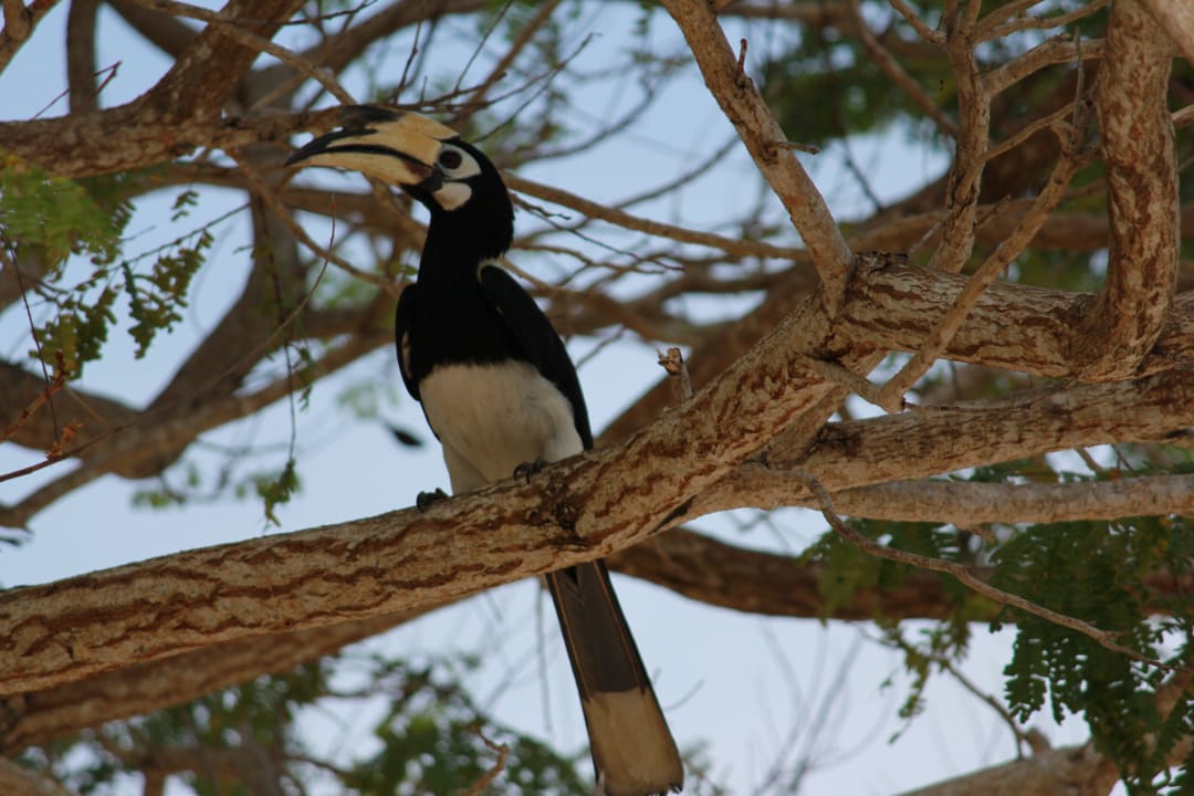 Tukan zu Besuch Hotel Thapwarin Resort