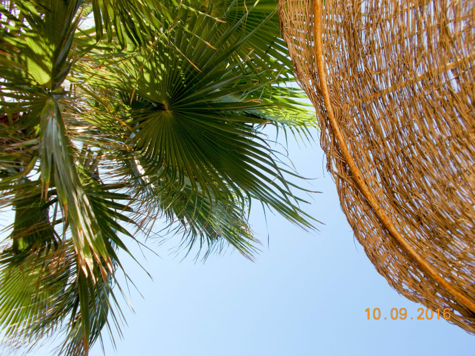Blick vom Liegestuhl gen Himmel einfach traumhaft Pickalbatros Citadel Resort