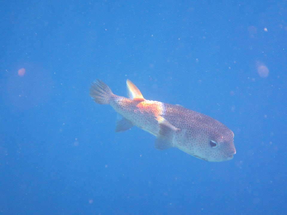 Kugelfisch Makadi Spa - Adults only