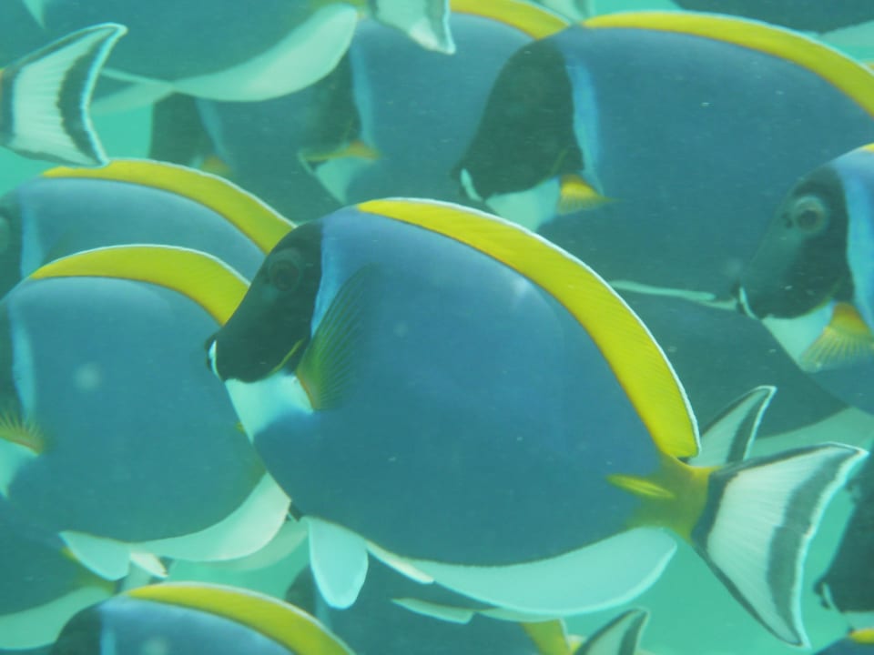 Doktorschwarm Adaaran Club Rannalhi - All Inclusive