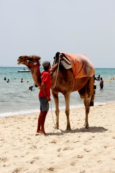 Camel Hotel Paradis Palace