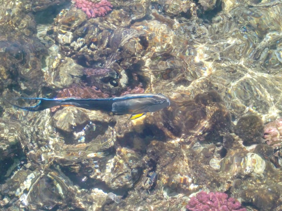 Klares Wasser Jaz Dar EL Madina