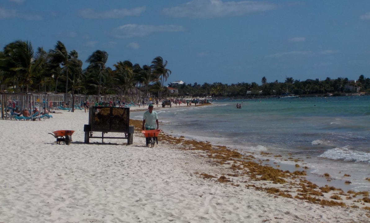 Strand leider mit Seealgen Akumal Bay Beach & Wellness Resort