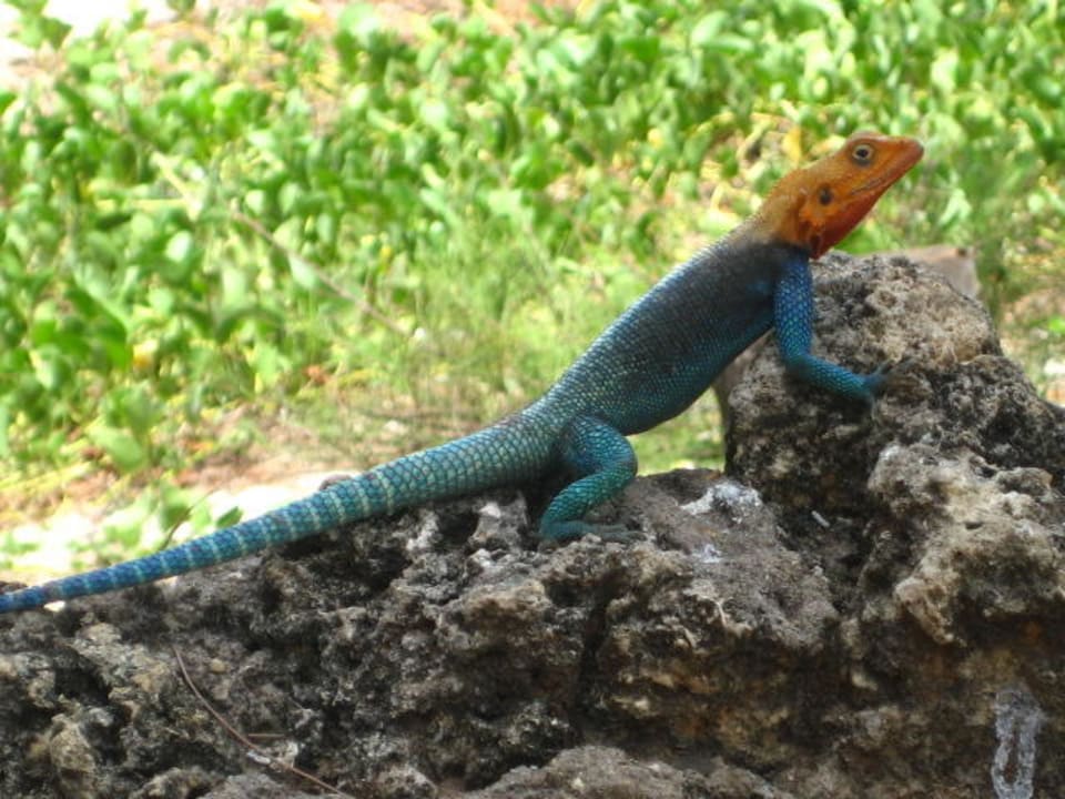 Tierischer Besuch Reef Hotel Mombasa