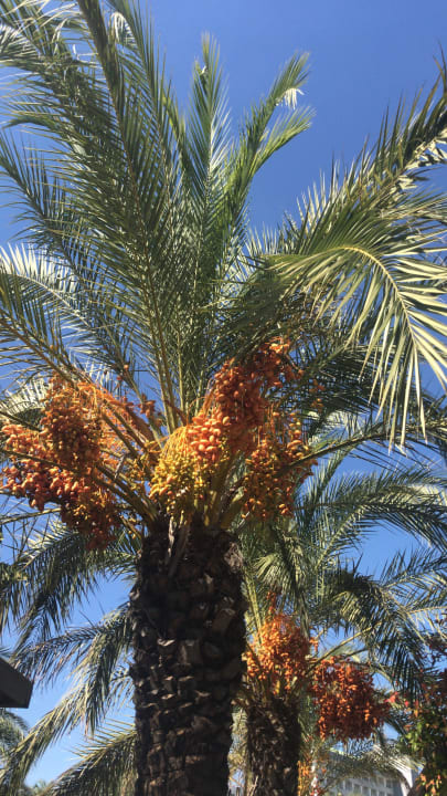 Gartenanlage Royal Wings Hotel