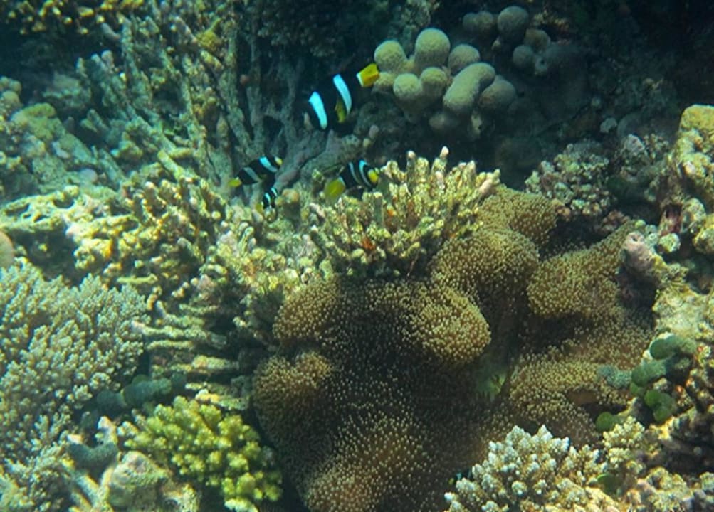 Tolle Unterwasserwelt Eri Maldives