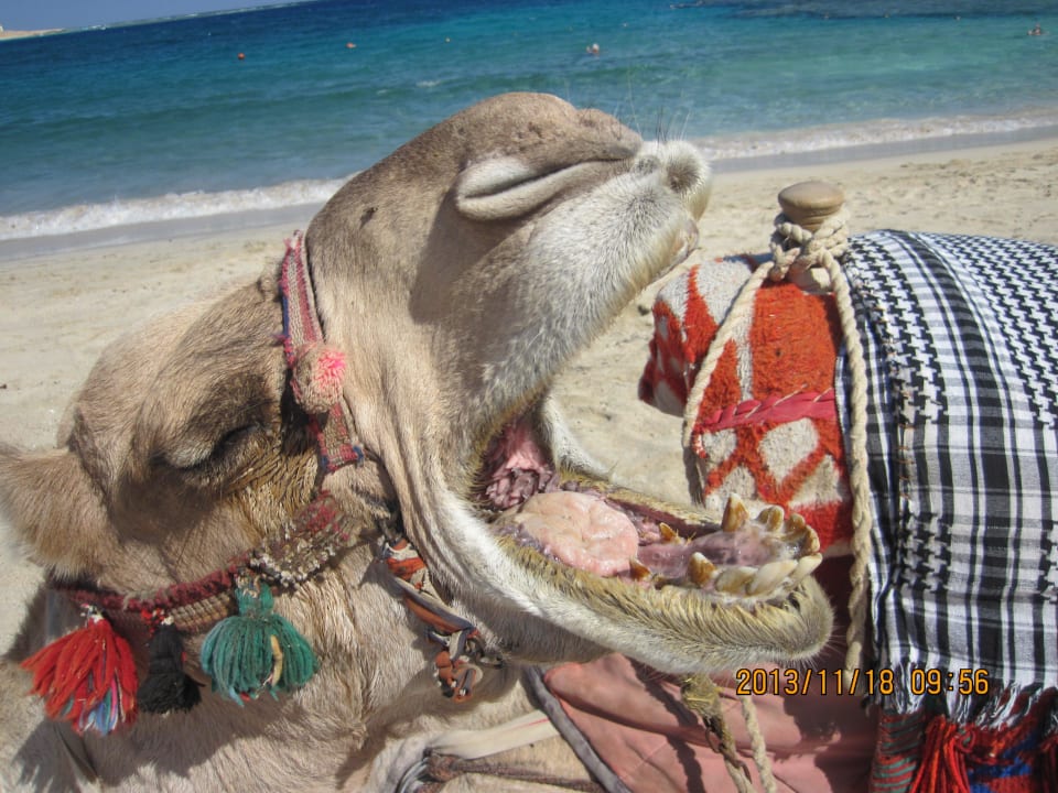 Plażowy kolega Malikia Resort Abu Dabbab