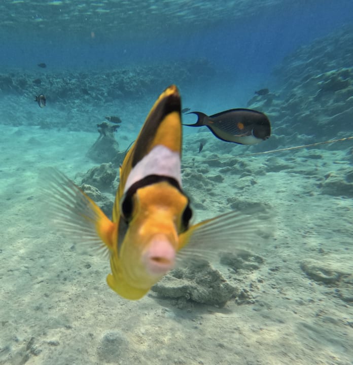 Strand Makadi Spa - Adults only