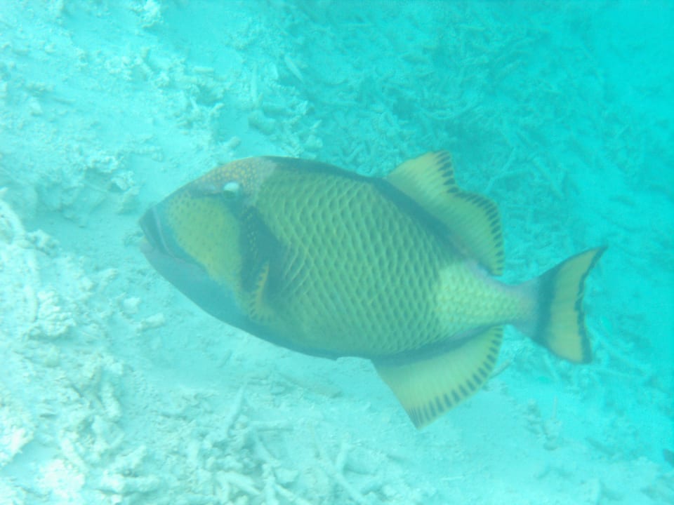 Drückerfisch, der mich fressen wollte - haha Meeru Maldives Resort Island
