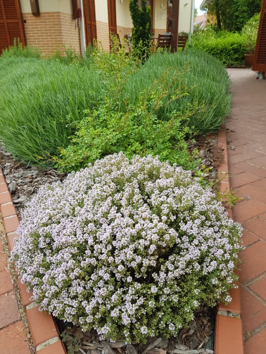 Gartenanlage Hullam Villa B&B