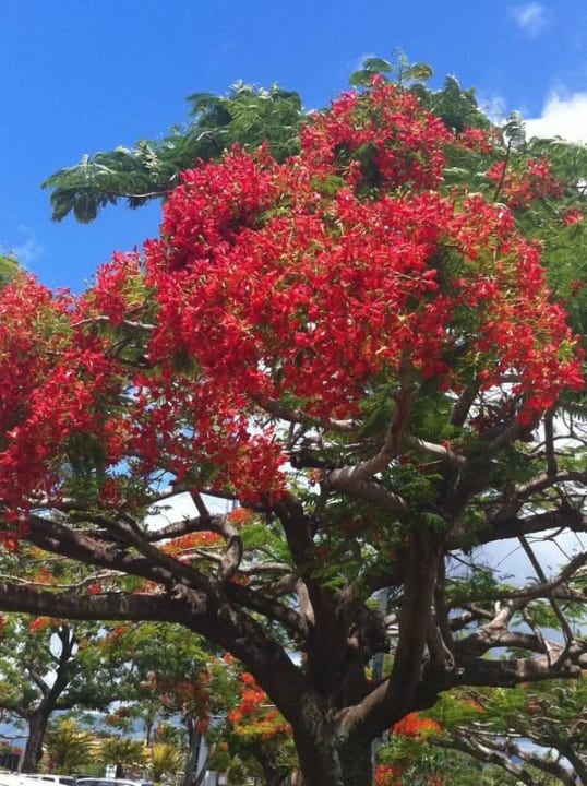 Fauna Maleenga Resort