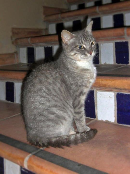 Hotelkatze H10 Tindaya