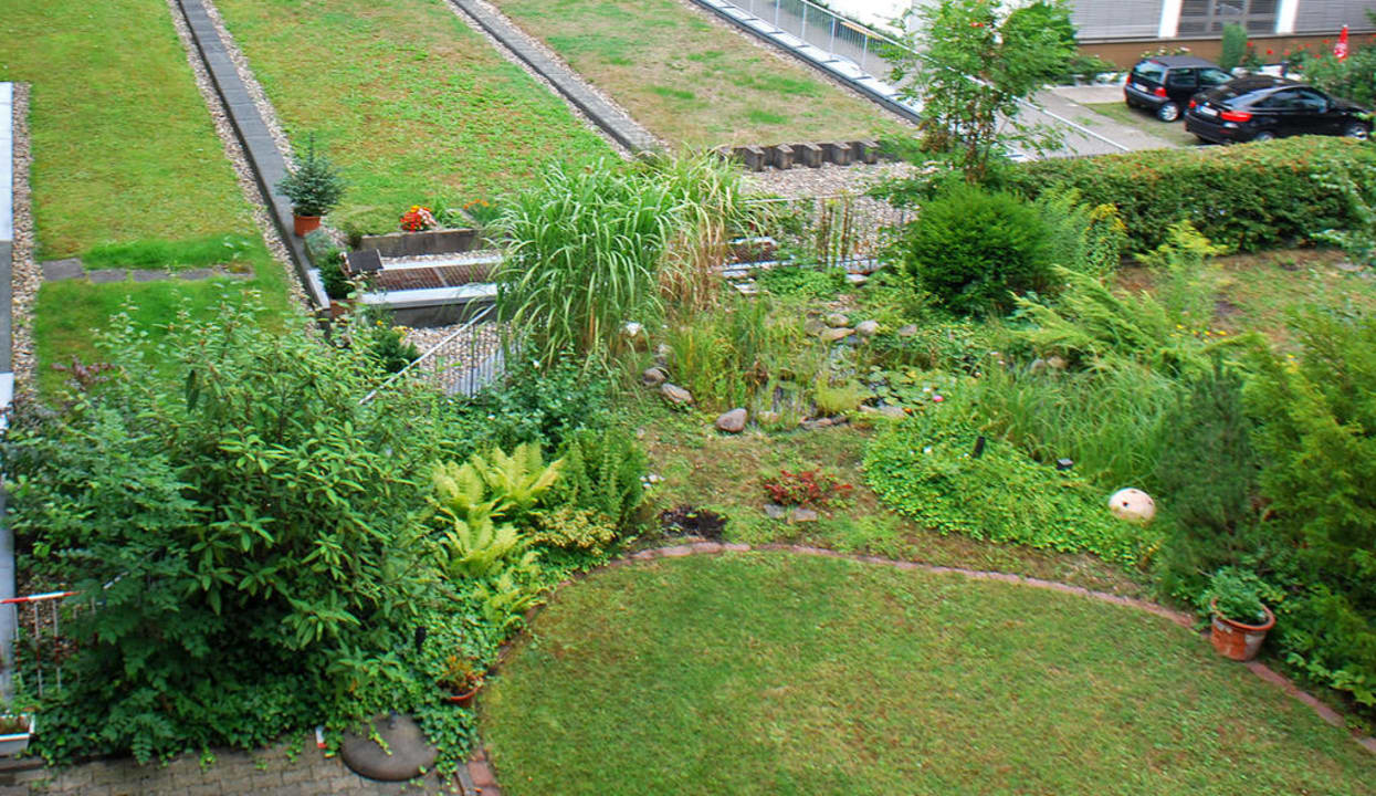 Dachbegrünung Fensterblick Hotel Körner Hof