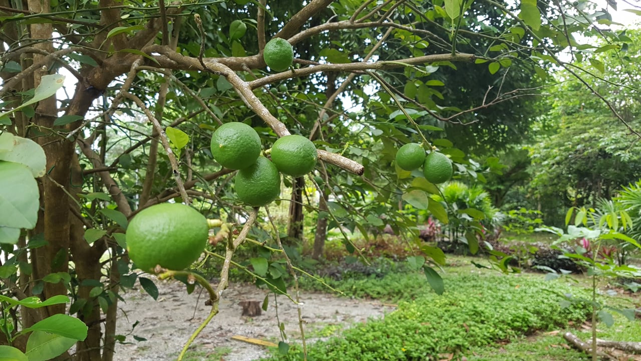 Gartenanlage Hotel Belum Rainforest Resort