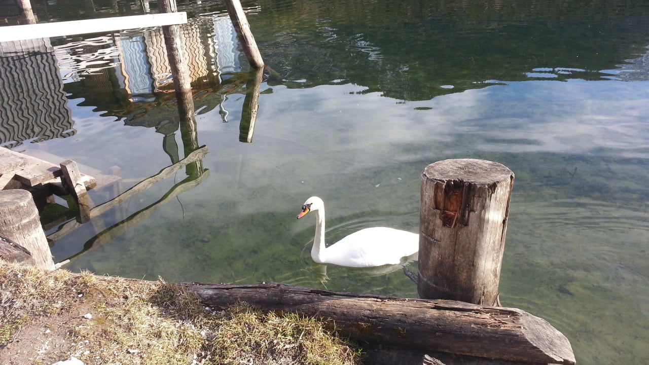 Schwanenpaar am Grundlsee Seehotel Grundlsee