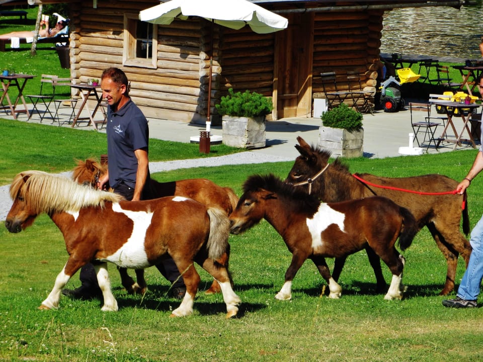 Die Ponys auf dem Weg in den Stall Naturhotel Forsthofgut