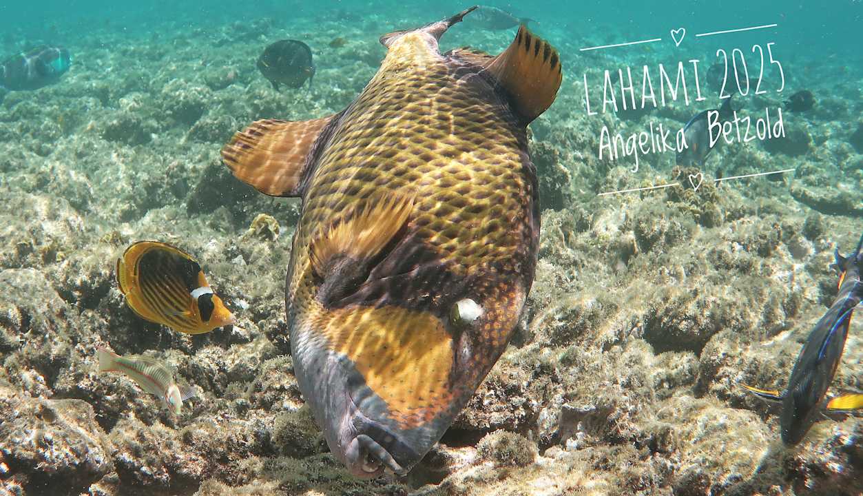 Strand Lahami Bay Beach Resort