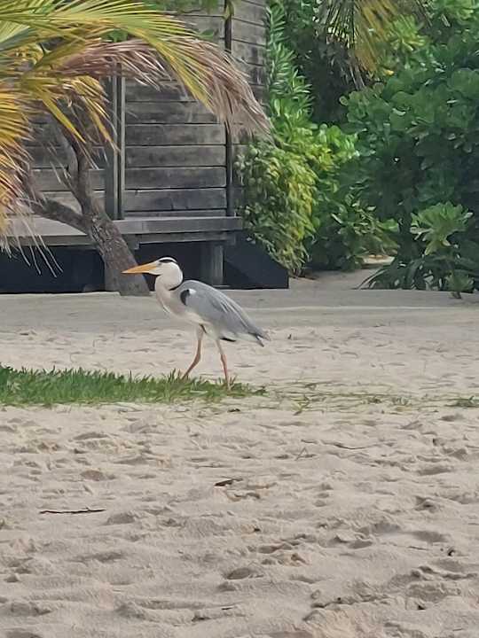 Gartenanlage Kuredu Island Resort & Spa